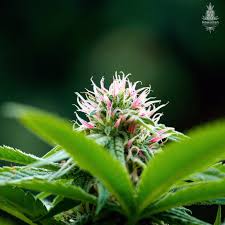 Maybe you would like to learn more about one of these? We Have Hawaiian Seed Company S Exotic Genetics Dark Heart Nursery