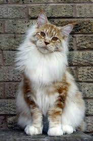 Pin On I Maine Coon Cats