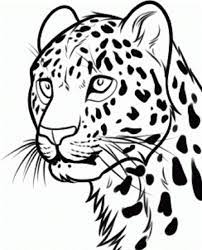 The Best Way To Draw A Full Faced Leopard Sketch Within 3 Easy Steps Leopard Drawing Leopard Sketch Snow Leopard Drawing