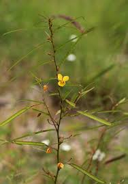 Image result for Chamaecrista mimosoides