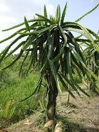 It is not grown in north america, which is why the plant is not. From A Dragon Fruit Pitaya Farm In Nicaragua This Is A Dragon Fruit Tree The Pitaya Is A Vining Cactu Fruit Trees Dragon Fruit Tree Dragon Fruit Pitaya