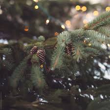 Easy to drape or hang, you'll have no problem getting in to. Close Up Of A Pine Tree With Christmas Lights And Pine Cones By Alicia Bock