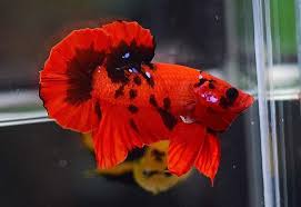 Jan 24, 2019 · halo sobat, pada kesempatan kali ini kami akan berbagi informasi populer tentang contoh tema acara kebersamaan. Jenis Ikan Cupang Hellboy Ciri Cirinya Harga Jual Cupang