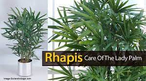 There are thousands of species within the palm family, and three of these are known for their outstanding cold hardiness. Lady Palm Plant Care How To Grow The Broadleaf Rhapis Excelsa Palm