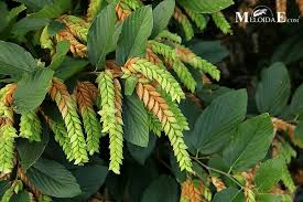 Image result for Flemingia strobilifera
