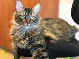 About 20 families participated in the lottery, and the department said the others were also able to adopt pets at the shelter. Adopt A Cat For 20 At Mission Viejo Shelter Orange County Register