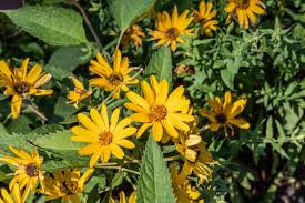 A variety of oils such as safflower, peanut, sunflower or soybean can be used. How To Grow And Care For False Sunflowers