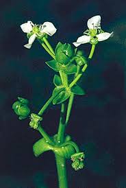 Image result for Caldesia