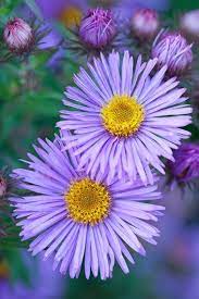 Mrs S T Wright Aster Photo By Richard Bloom Aster Flower Fall Flowers Garden Flower Garden Design