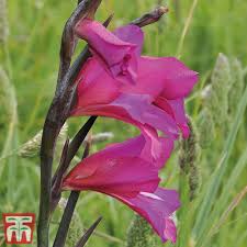 Image result for Gladiolus zambesiacus