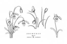 Fresh snowdrops on blue background with place for text. Free Vector Snowdrop Flower Drawings