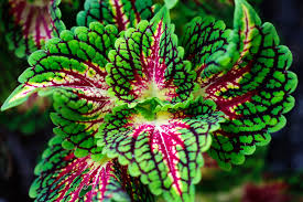 Image result for Coleus sylvestris