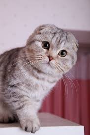 Double Tap This Photo To Joins Collin S I Cat Palace A Everything Cat Group On Facebook The Fun Awaits Scottish Fold Yavru Kediler Kedi