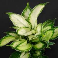Image result for beautiful dieffenbachia
