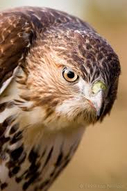 Hawks New York Birds Of Prey Pictures Red Tailed Hawk Hunting Ithaca Red Tailed Hawk Hawk Photos Red Tail Hawk Feathers
