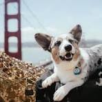 One more time for the people in the back. 🐮, Reminder that there are two  separate corgi breeds: Pembroke Welsh Corgi and Cardigan Welsh Corgi. Only  the Cardigan Corgi comes in blue merle. They’re not ...