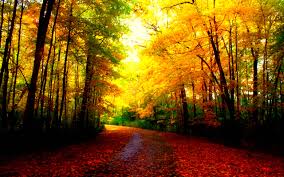 You will find here a collection of the top 27 pretty fall wallpapers and hd images available for download for free. Free Download Beautiful Autumn Wallpapers 2560x1600 For Your Desktop Mobile Tablet Explore 73 Pretty Fall Backgrounds Beautiful Fall Computer Wallpaper