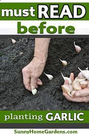 How To Plant And Grow Garlic Planting Garlic In Spring Growing Garlic Planting Garlic