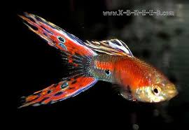 How often do you feed guppy fry? What Do Guppies Eat How Much And How Often Guppy Aquarium Fish Freshwater Aquarium Fish