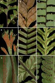 Image result for Pteris commutata