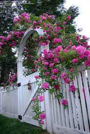 Zephirine Drouhin Climbing Rose On An Arbor Beautiful Gardens Garden Fencing Climbing Roses