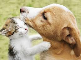 It can be baffling to owners when their cat develops a habit of chewing on cords. Things That Pets Destroyed