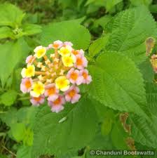 Image result for Lantana nivea
