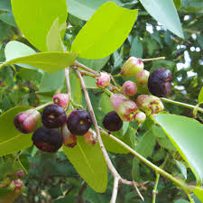 Image result for Syzygium cumini