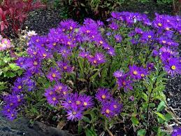 Aster Amellus Violet Queen Hardy Plants Unique Plants Perennials
