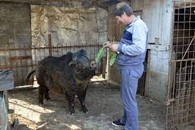 Turmele de porci mistreti pot fi alungate cu focuri aprinse seara tarziu sau sa legi imprejurul acelui lok cu o stiu eu ce pe sub care sa nu mai poata intra. MistreÅ£ii De OgradÄƒ DeÈ™teptarea Ziarul BacÄƒului