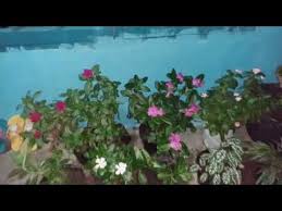 Keindahan bunga vinca gantung rapunzel, sudah panjang 2,57cm,. Tidak Harus Bunga Mahal Untuk Membuat Taman Bunga Vinca Di Teras Rumah Youtube