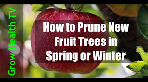 Why we take pruning seriously: How To Prune Apple Trees Spring Winter Apple Tree Pruning Open Center Pruning Youtube