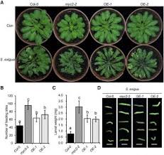 Cell walls evolved independently in many groups. Plantae On The Inside Cell Wall Acetylation Plantae