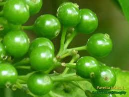 Image result for Pavetta sp. I