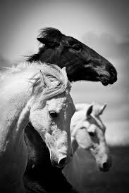 Beautiful Black And White Horse Photography Horses Running Free Heste Black And White Beauty Beautiful Gorgeous Horse Photography White Horses Horses Beautiful Horses