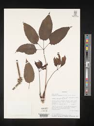 Image result for Cussonia arenicola
