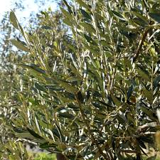 Image result for Olea capensis