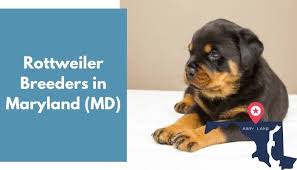 Golden retriever puppies for adoption for free. 11 Rottweiler Breeders In Maryland Md Rottweiler Puppies For Sale Animalfate