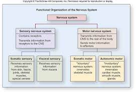 What Are The Functional Divisions Of The Nervous System Socratic