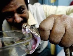 Image result for Snake Bite