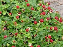 新 马草药自然医学 蛇莓 蛇泡草 的功效 mock strawberry duchesnea indica mock strawberry red peppercorn plants