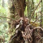 Image result for Asplenium hypomelas