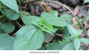 Image result for Laportea ovalifolia