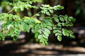 Image result for Moringa oleifera