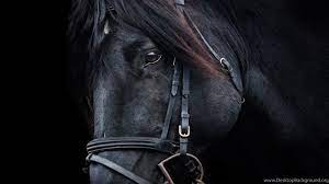 Check spelling or type a new query. Black Horse Wallpapers Hd Wallpapers Desktop Background