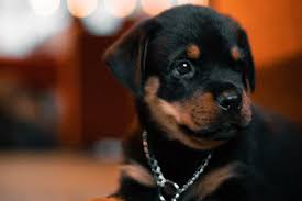 Imagina carregar consigo a honra de ter sido a primeira raça de. Keine Angst Ich Bin Nur Ein Kampfhund Amicando