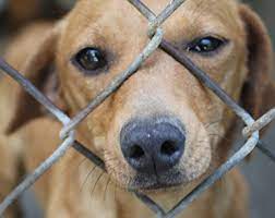 This website puts an emphasis on rehoming dogs from shelters across romania by finding adoptive families for them. Double Dog Rescue All Breed Dog Rescue In New England