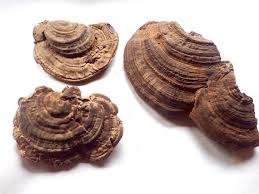Image result for Ganoderma applanatum