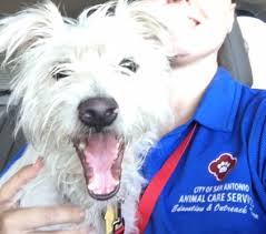 To learn more about each adoptable san antonio animal care services. Animal Care Services