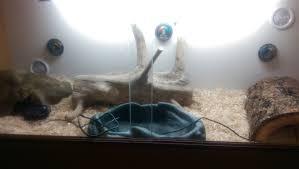 Where To Monitor Temps For My New Ball Python Viv